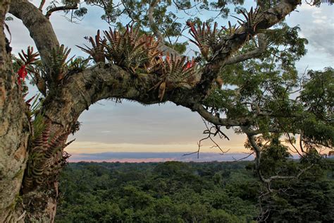 Yasuní: A Sanctuary of Biodiversity in the Amazon | LAC Geo