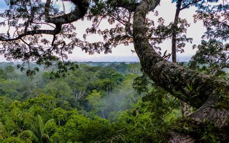 Amazon Rainforest Tours - Amazon Tours - AdventureSmith Explorations