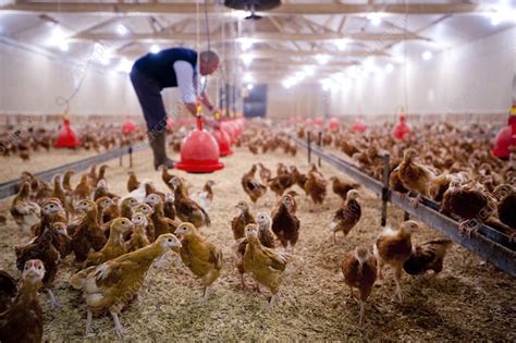 Chicken farming - Stock Image - C012/5491 - Science Photo Library