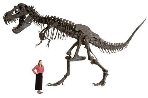 STAN Tyrannosaurus rex® Skeleton – Display Replica – Black Hills Institute