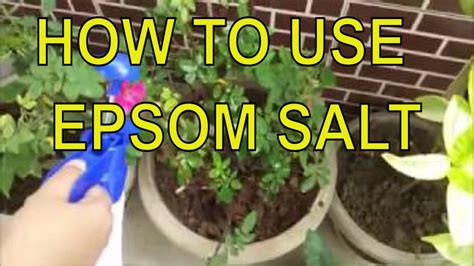 Epsom Salt To Water Ratio For Plants