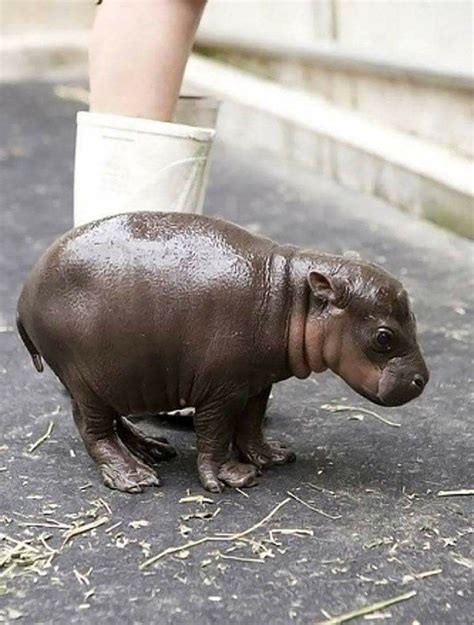 Here's Your Weekly Dose Of Cute! (#11) | Baby hippopotamus, Cute animal ...