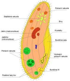 Description of Habitat, Structure and Reproduction Process of Paramecium