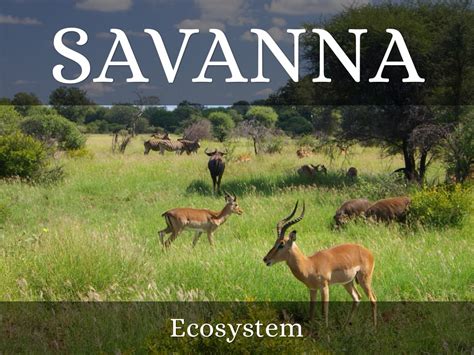 Savanna Ecosystem by Alyssa Lange