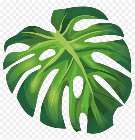 Monstera Leaf Clip Art - MONSTERA