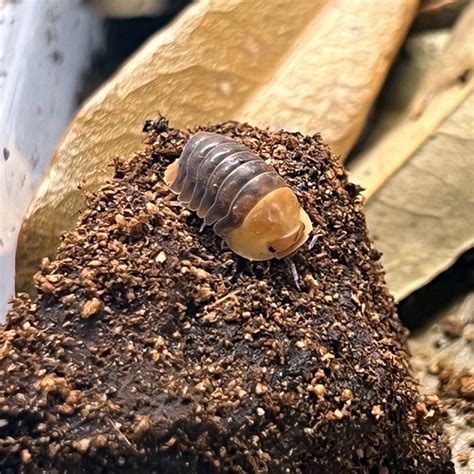 Rubber Ducky Isopods (With Springtails) – Creature Farm