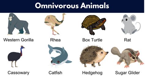 List of Omnivores Animals Name, Pictures & Facts | PDF - GrammarVocab