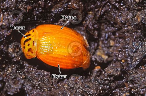 Leptinotarsa decemlineata. Colorado potato beetle. Metamorphosis - Development of Leptinotarsa ...