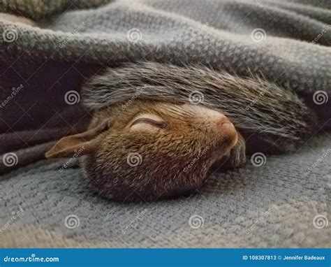 Baby Squirrel Sleeping Under a Blanket Stock Image - Image of tail ...