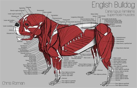 The superficial muscles of the English bulldog. | Dog anatomy, English bulldog, Bulldog