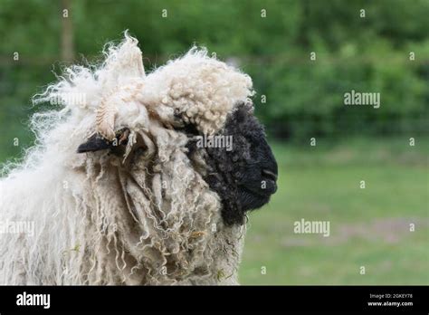 Valais blacknose sheep Stock Photo - Alamy