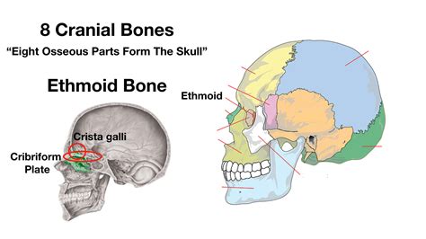 Floor Of Skull Labeled Diagram Side View | Viewfloor.co