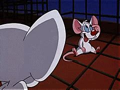 Pinky And The Brain GIF - Find & Share on GIPHY