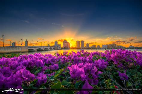 West Palm Beach Skyline Sunset and Purple Flowers