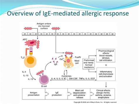 PPT - IgE Hypersensitivity PowerPoint Presentation, free download - ID:2325427