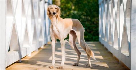 Types of Hound Dog Breeds - IMP WORLD