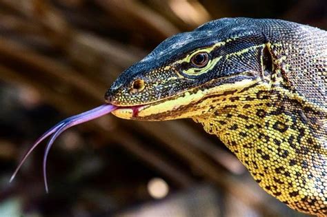 One of Australia's largest predators, a yellow-spotted monitor lizard, at Adelaide River, in the ...