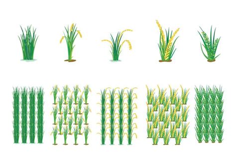 Farming Rice Field Vector 126252 Vector Art at Vecteezy