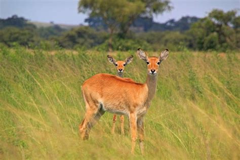 10 days best of uganda safari - uganda safaris ,uganda wildlife tour