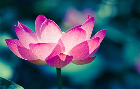 Lotus Flower Significance Yoga | Best Flower Site