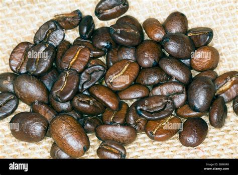 roasted coffee beans Stock Photo - Alamy