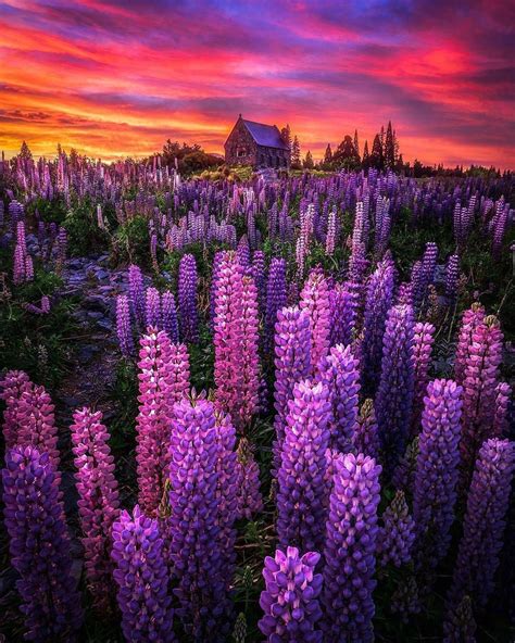 Sunrise at Lake Tekapo with so many lupins! 💕 | Photography by © (@south_of_home) #NZ_lakes # ...