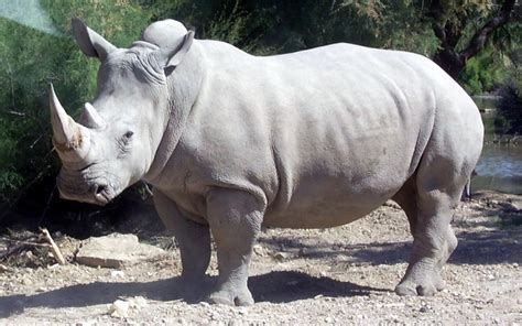 Kenya Receives White Rhino from South Africa - Kenya Geographic