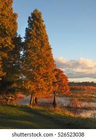 Bald Cypress Trees Fall Colors Lakes Stock Photo 526523038 | Shutterstock