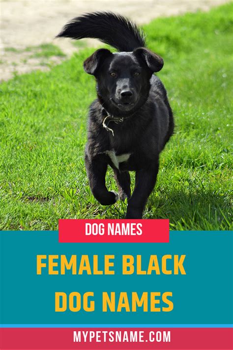 Black dog names 200 beautiful names for black dogs – Artofit