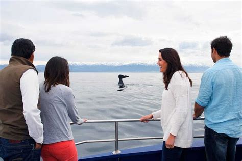 Kaikoura Whale Watch & Dolphin Swim Overnight Tour