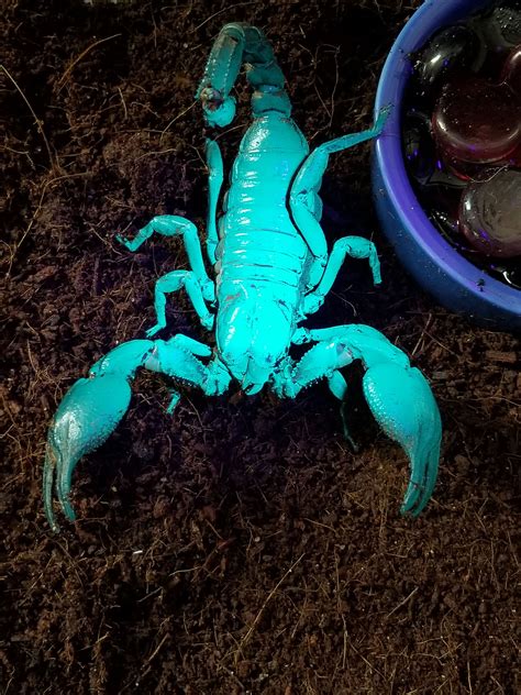 Why Do Scorpions Glow