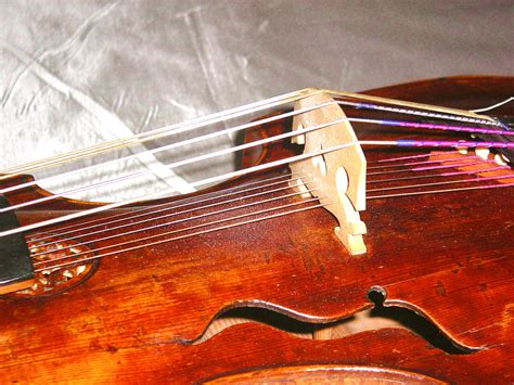 File:Viola d'amore 1.jpg - Wikipedia