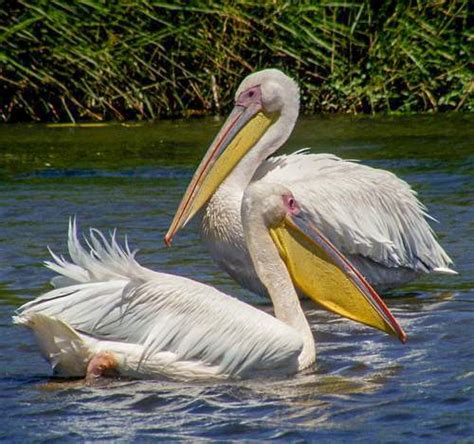 List of Indian pelican species - Images | Birds of India | Bird World