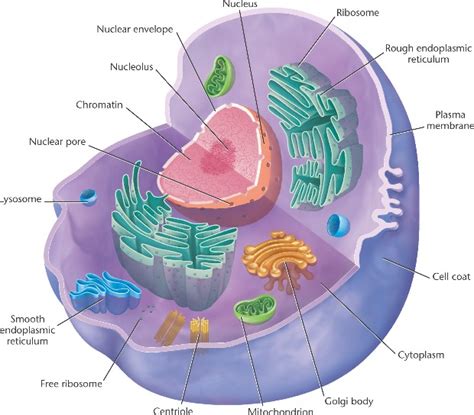 Chapter 2 Mitosis and Meiosis