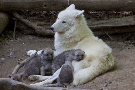 Canis lupus 101: Arctic Wolf Pups Explore Exhibit at Schönbrunn Zoo