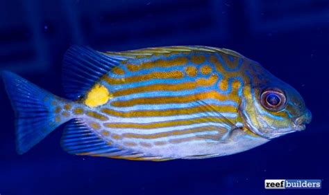 Top 5 Reasons to Love Biota’s Rabbitfish in a Reef Tank | Reef Builders ...