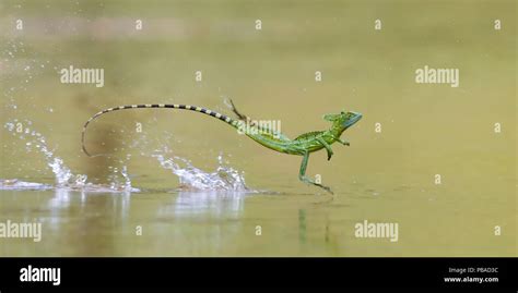 Basilisk lizard running across hi-res stock photography and images - Alamy