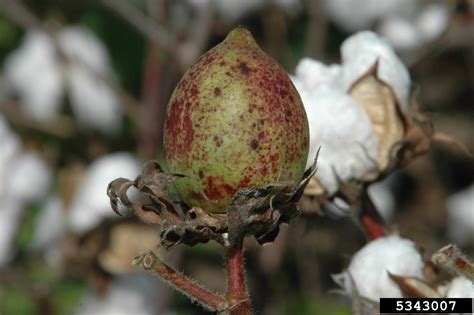 Gossypium hirsutum (upland cotton): Go Botany