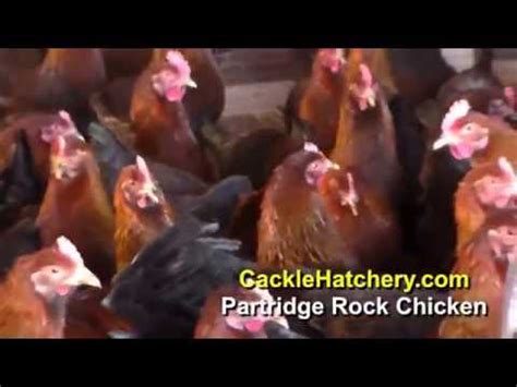 Partridge Rock Chicken