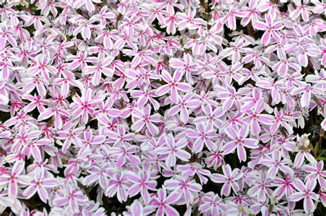 Phlox Subulata (Creeping Phlox) – CSG Flower Sale