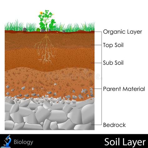 Layer of Soil. Easy to edit illustration of diagram for Layer of Soil ...