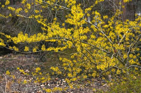 16 Extraordinary Facts About Hamamelis - Facts.net