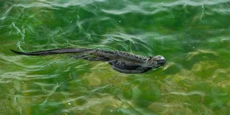 Marine Iguana | Go Galapagos