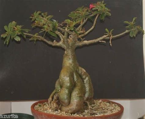 Desert Rose adenium bonsai plants growing - Epic Grower LLC - Growing Blog