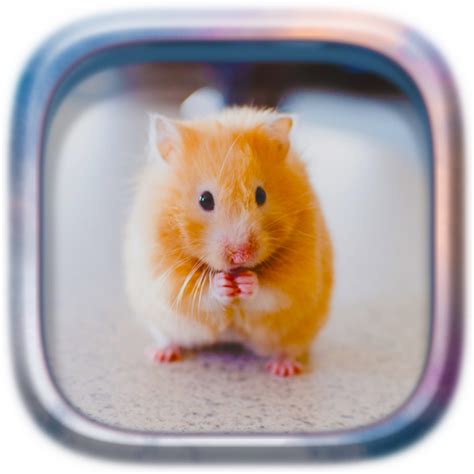 Picture Puzzle: Hamsters - Apps on Google Play