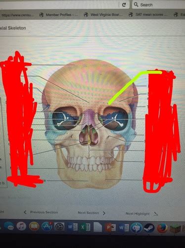 Cranial and facial bones (pictures) (anterior) Flashcards | Quizlet