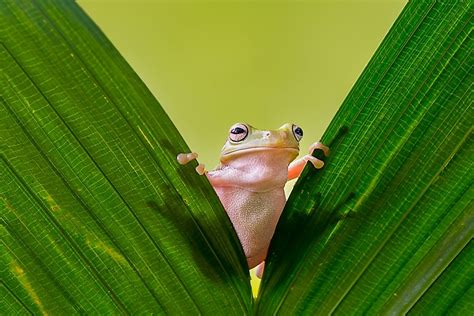 Are Amphibians Reptiles? - WorldAtlas.com