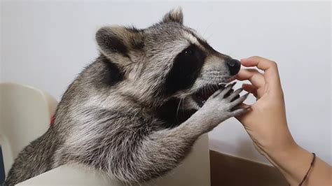 Raccoon eating grapes in a cute way