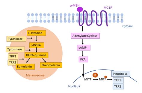 The Importance of Melanin in Protecting the Skin - Hexis Lab