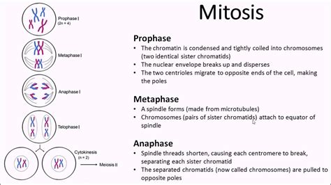 A Diagram Of Mitosis